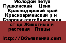 Молодой петух Пушкинский. › Цена ­ 350 - Краснодарский край, Красноармейский р-н, Старонижестеблиевская ст-ца Животные и растения » Птицы   
